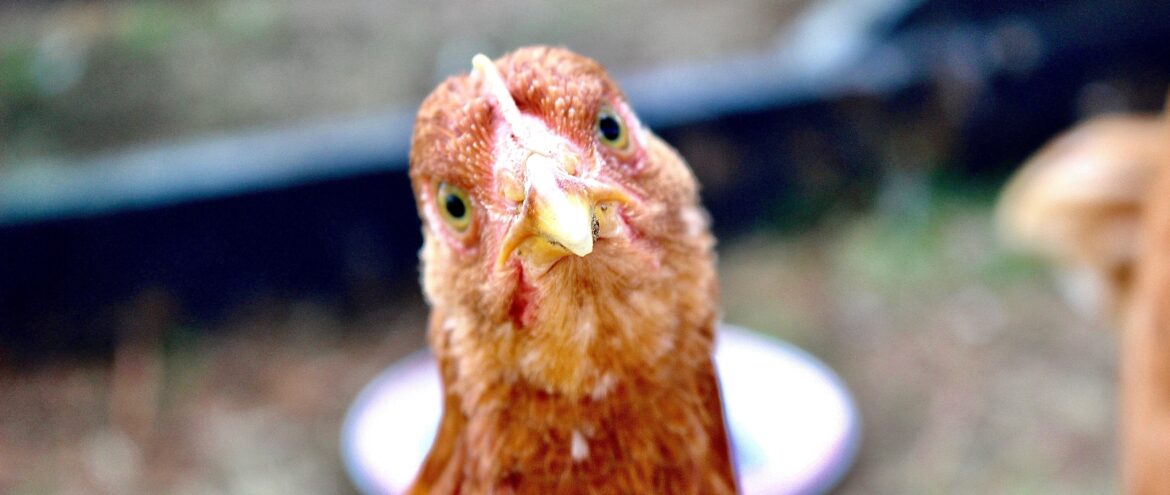 close-up of a chicken's cute face looking at you
