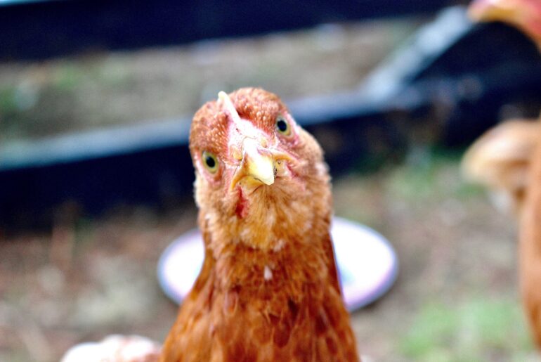close-up of a chicken's cute face looking at you